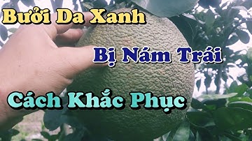 cách khắc phục bưởi da xanh bị nám trái do bọ trĩ gây ra