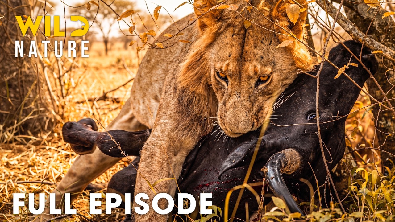 Wild Africa | The Deadliest Battle for Survival (Full Episode) | Wild Animals