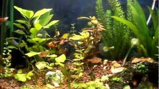 Bitkili Akvaryum Plant Aquarium Ziya Mert