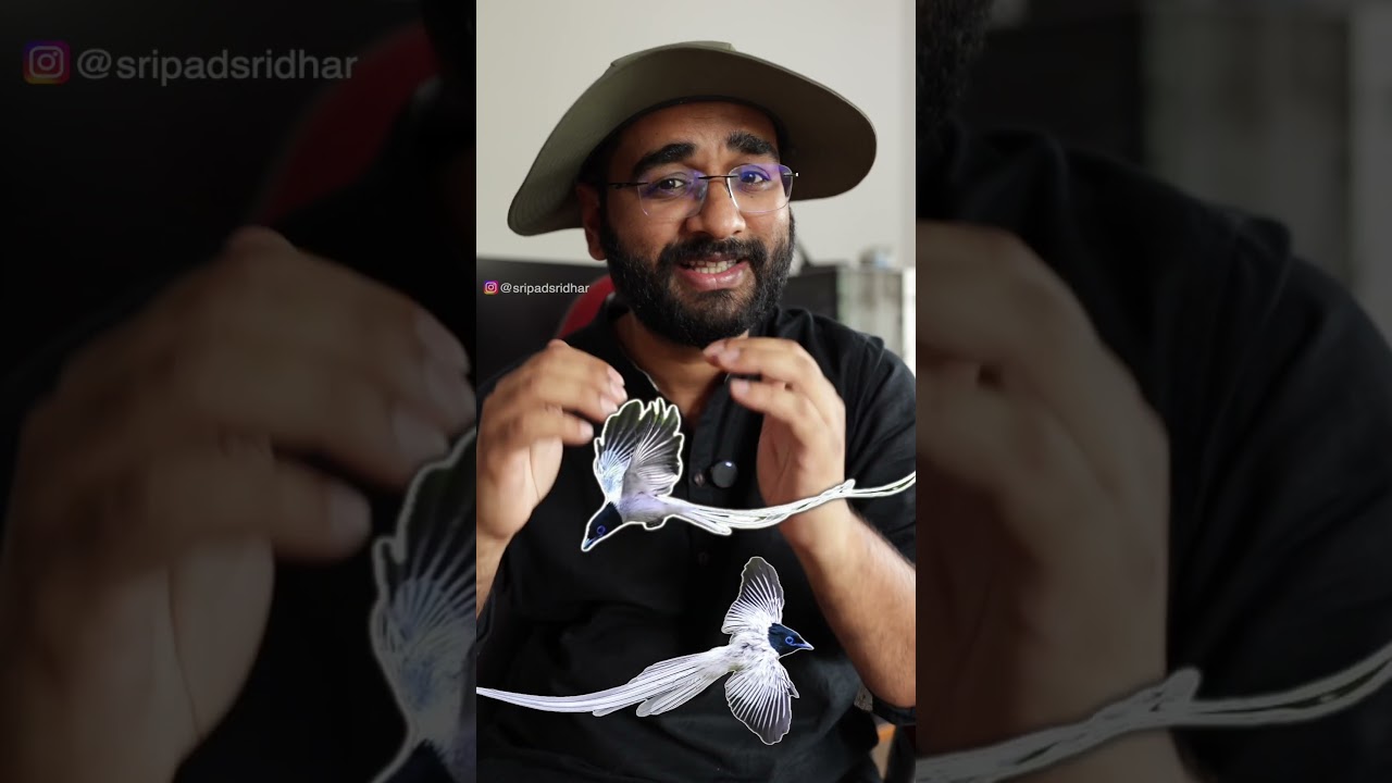 Did you know about the Asian Paradise Flycatcher from 