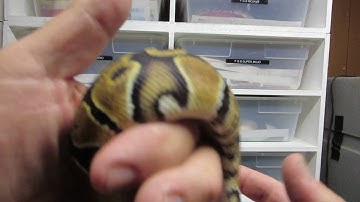 Introducing The Gold Blush Ball Python