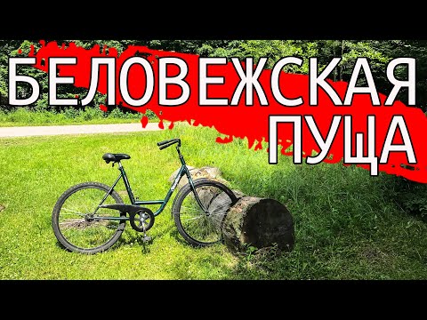 БЕЛОВЕЖСКАЯ ПУЩА. Мясо зубра, граница с Польшей и гибель СССР