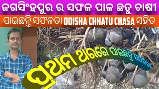 Success ?in Paddy straw mushroom cultivation with @ODISHA CHHATU CHASA Pala chhatu Success story