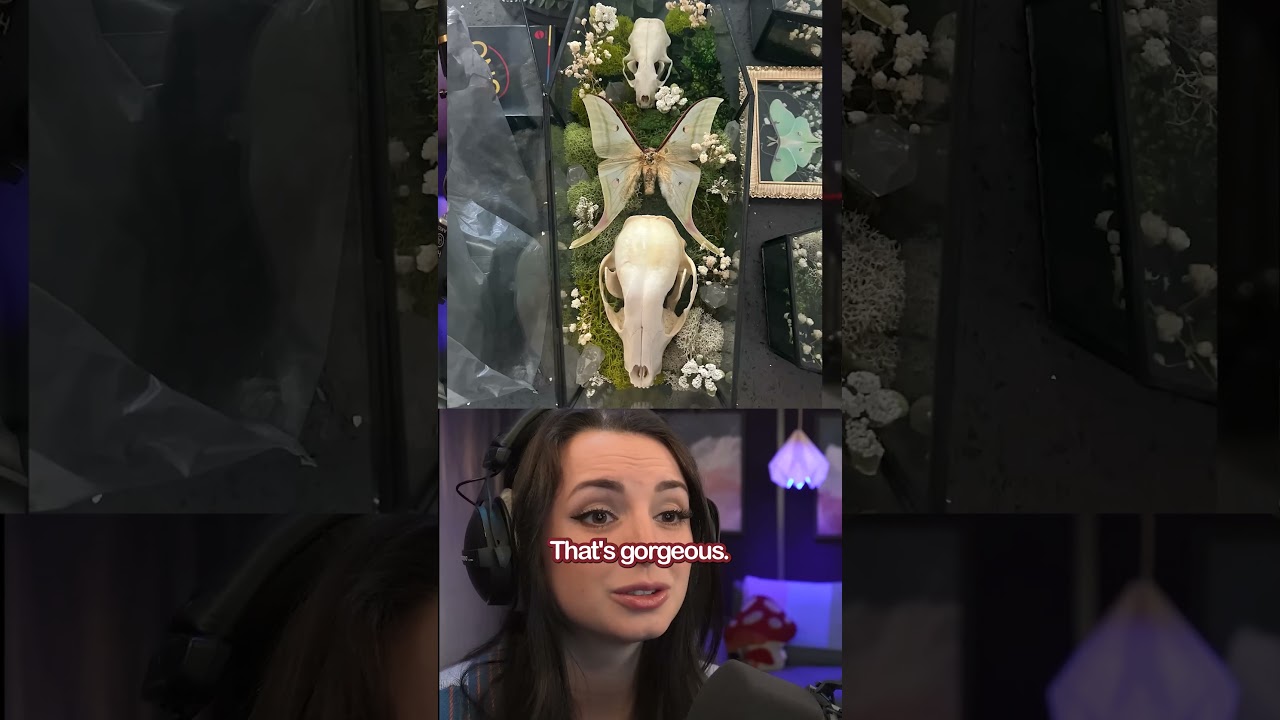 ASMR - My Viewer's Bone Art Collection!