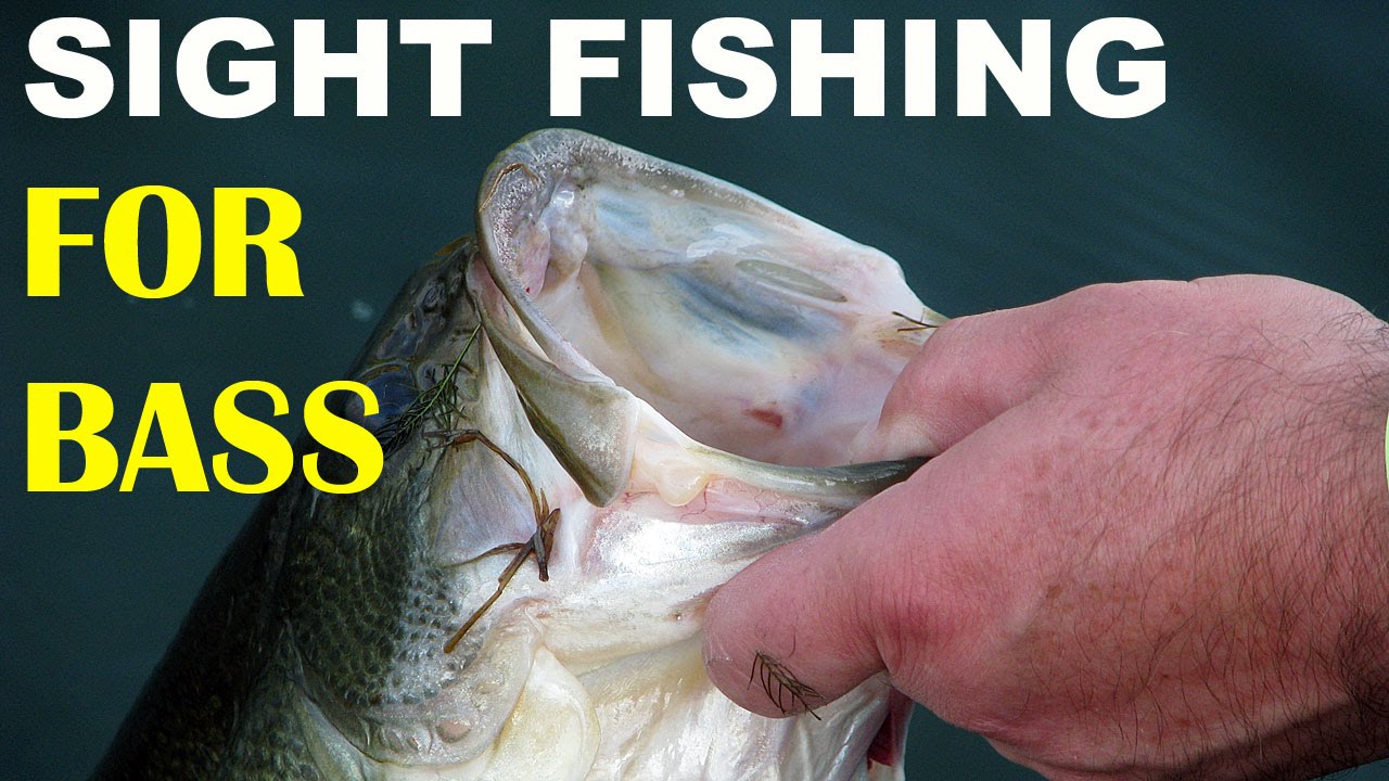 Bass Fishing Tips: 9 Basics All Anglers Need To Know