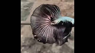 CUPANG HALFMOON SAMURAI