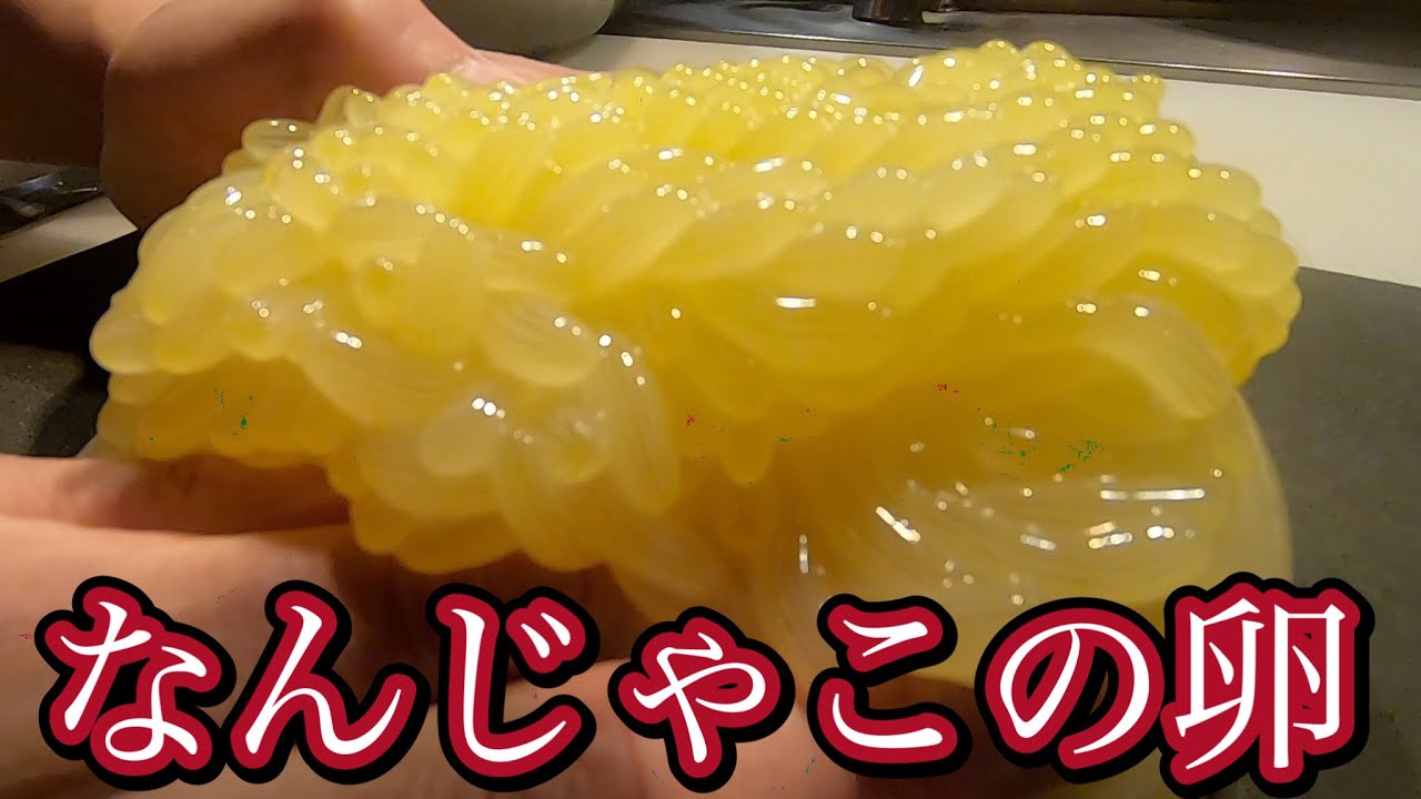 タコの卵 を切ったらとんでもない事に 美味しい食べ方の動画 Youtube