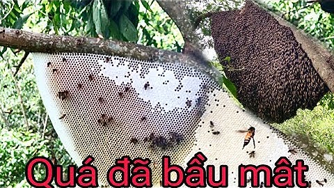 Lâu lâu bắt được tổ ong mật xướng hết tay chân @phuong72 Phương Nguyễn Săn Bắt