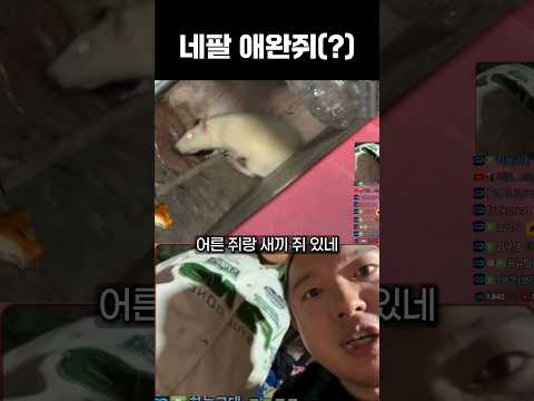 네팔 애완쥐(?)