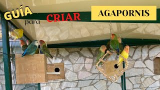 Como CRIAR AGAPORNIS, guía y consejos para tener éxito en época de CRIA