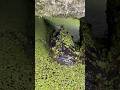 津山衆楽園池掃除