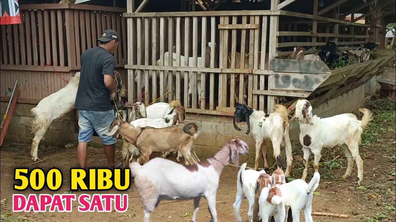 Ready Stok Bahan Breeding Aqiqah Dan qurban Di Kandang Waranggono Farm 