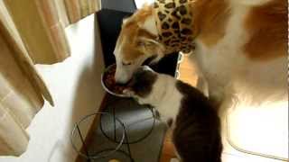 ボルゾイと猫の食事　仲良く食べる