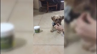 Cute Sweater Puppy Gets Treat