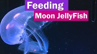 Feeding Moon Jellyfish and the Easiest way to hatching brine shrimp eggs