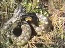 video phone beyonce mp3 Bullsnake Field Observations - Bull Snake