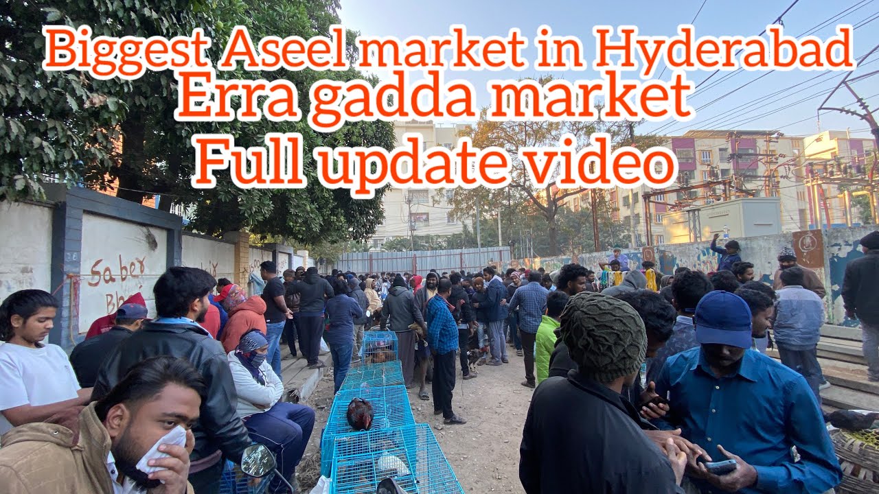 Biggest Aseel market in Hyderabad |erra gadda| market full updatevideo #youtube #market #aseelmurga 