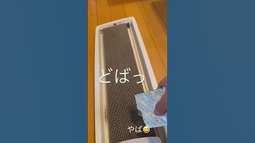 またたびあげてみた①！#猫 #cat #かわいい #short #またたび#