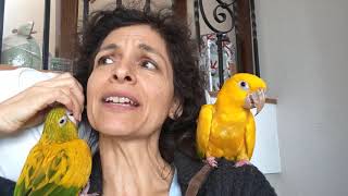 2 Golden Conures! They Are The Best Parrots!
