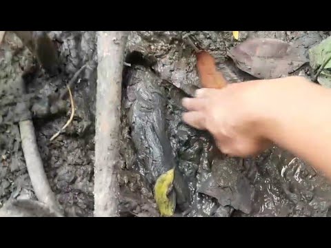 Berburu ikan di lumpur dapat papuyu/betok shanum minta dirilis lagi yang ada airnya