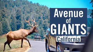 Avenue of Giants  The Historic Redwood Forest Highway in California