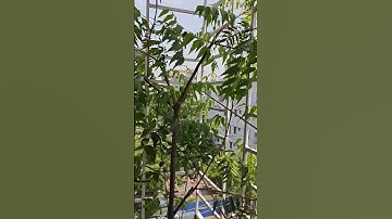 Hasselblad Camera Sample Video on OnePlus Mobile Phone