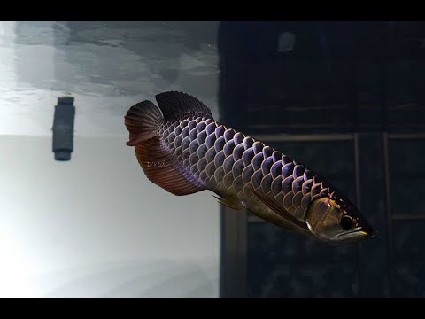 Top 3 Most Beautiful Blue Base Crossback Arowana Fish Youtube