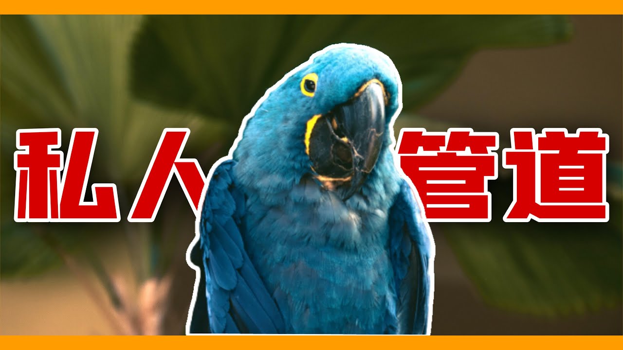 這些地方也能夠取得寵物鳥？10個可以得到鸚鵡的管道總整理！【鸚鵡小木屋】【從零養鸚鵡EP1】