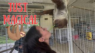 Hanging Out With Sloths