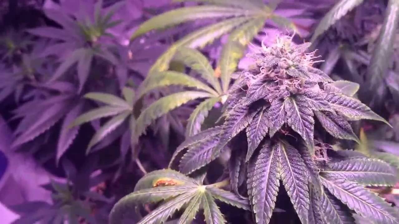 THC BomB Alien Sour Apple Fast & Vast Phantom OG Nov Update
