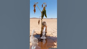 Squirrel watered the red chilli plant and saved it from drying up#ai #tree #save #watering #shorts