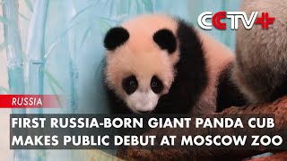 First Russia-Born Giant Panda Cub Makes Public Debut at Moscow Zoo
