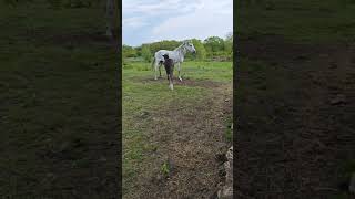 Кобыла любит валяться на земле  #horse #лошади #equestrian #love #animals