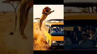 Lion Jumps On Safari Bus Tourists In Shock
