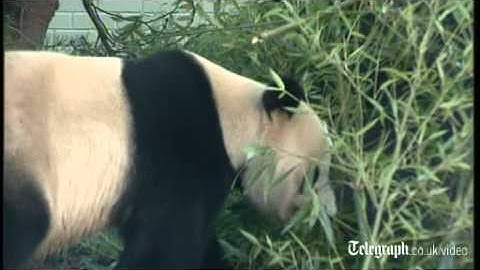 Giant pandas Tian Tian and Yang Guang go on show in Edinburgh zoo