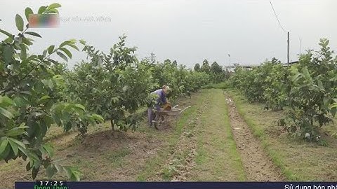 Làm giàu nhờ mô hình trồng ổi theo hướng tuần hoàn khép kín