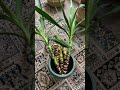 Yucca Cuttings Drying Out For Propagation Yucca Propagation Houseplants Indoorplant Plantparent Yucca Cuttings Drying Out For Propagation Yucca Propagation Houseplants Indoorplant Plantparent