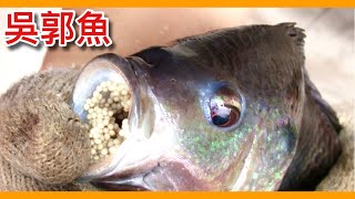 對抗水中外來種的大王「吳郭魚」包圍河流的悍將竟傳到「日本」成為臺灣之光Oreochromis mossambicus【動物圖鑑】【瘋狂外來種EP2】