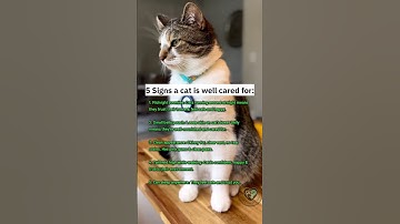 Is your cat well cared ? 🐈 #instacat #ilovecat #catreels #kittycat