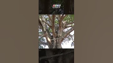 CÂY ĐA CỔ THỤ HƠN 500 TUỔI ĐƯỢC CÔNG NHẬN LÀ CÂY DI SẢN VIỆT NAM