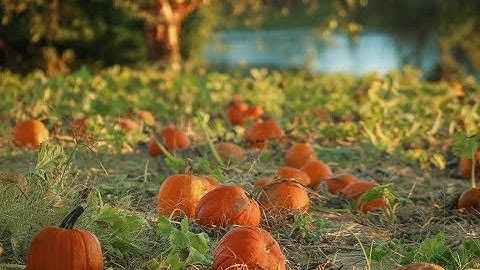 The Perfect Pumpkin Patch VIDEO