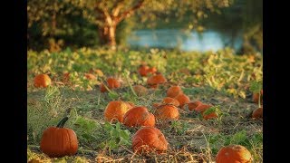 The Perfect Pumpkin Patch VIDEO