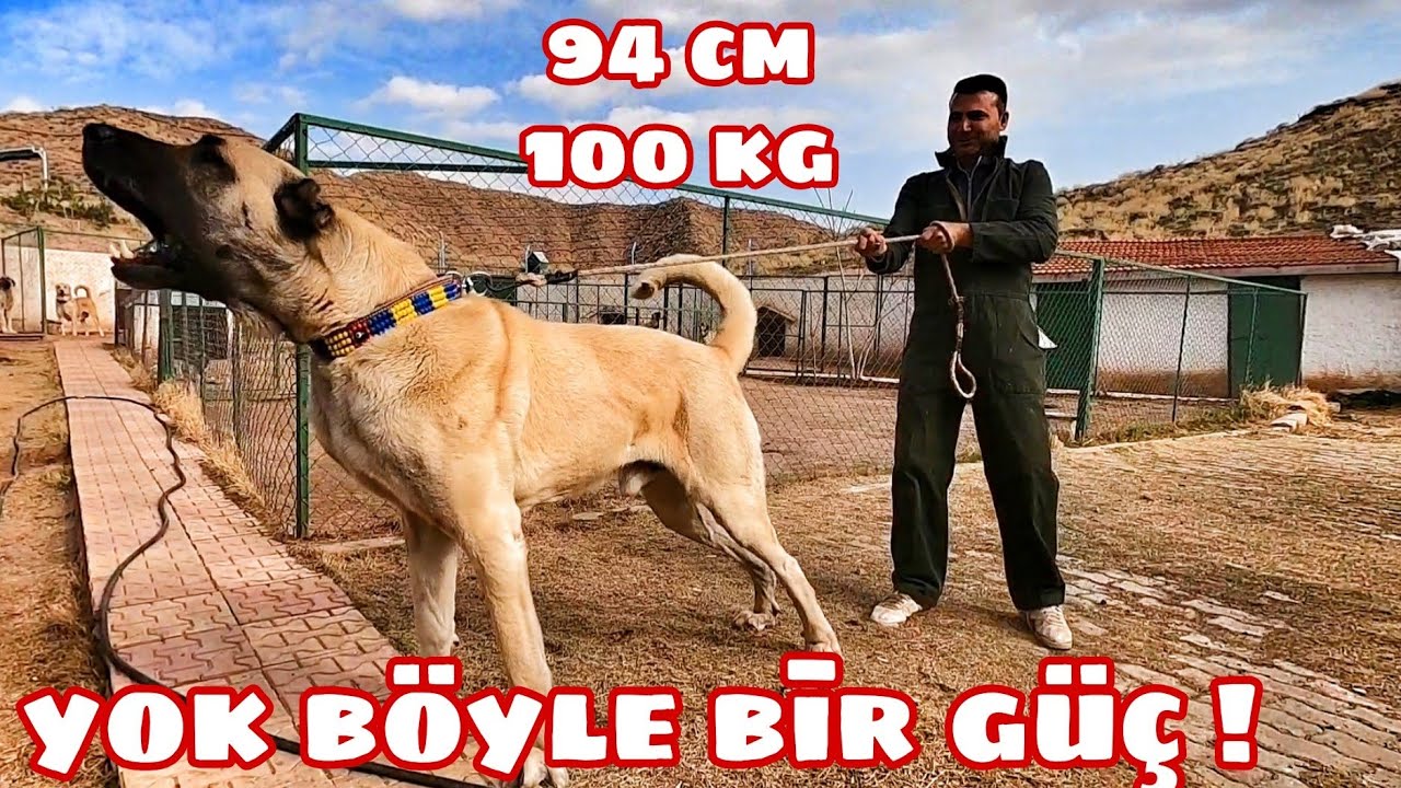 YOK BÖYLE BİR GÜÇ ! DEVLERİ ZAPTEDEMEDİK #anadolu #aslanı