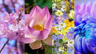 Video bunga ini akan memanjakan mata anda dengan berbagai macam bunga bunga yang sangat indah