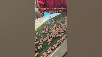 Automatic Peanut sorting machine /zhongde Optical color sorter machine #peanutsorting #colorsorter