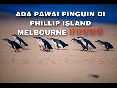 Video: Penguin Selandia Baru Yang Terdampar Di Australia Bersiap Untuk Perjalanan Pulang