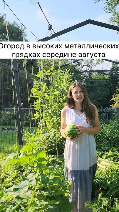 Огород в высоких металлических грядках на капельном поливе в середине ...