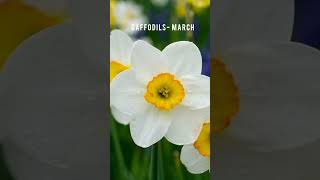 korean birth flower #birthflower#korea 🇰🇷