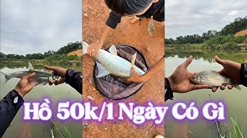 Tùng Tèng Fishing | Câu Cá tại hồ bán tự nhiên 50k/1 ngày có cá gì