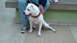 Luna-Available For Adoption At The Humane Society Of Missouri